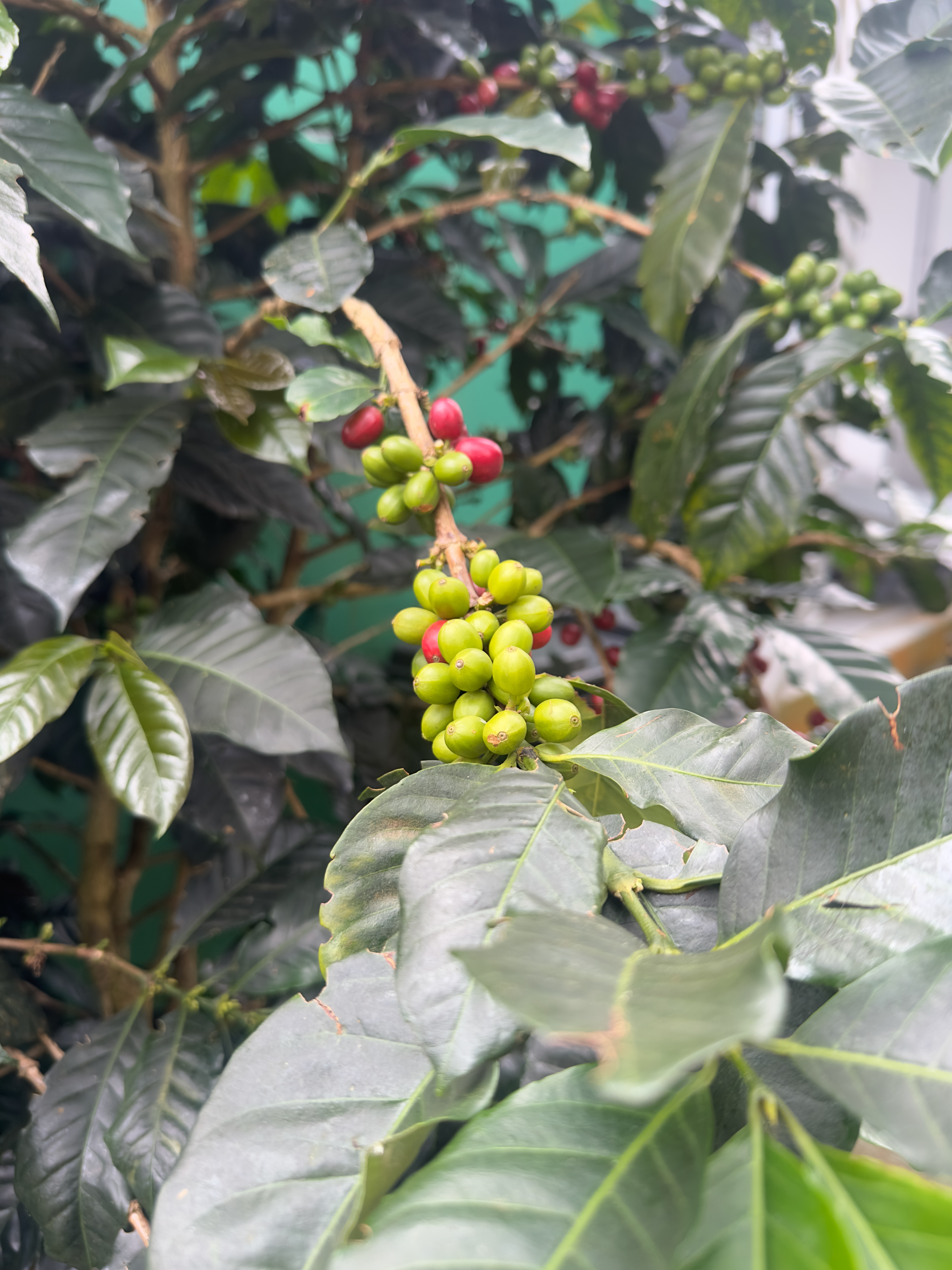 Green coffee cherries on the branch - Colombia
