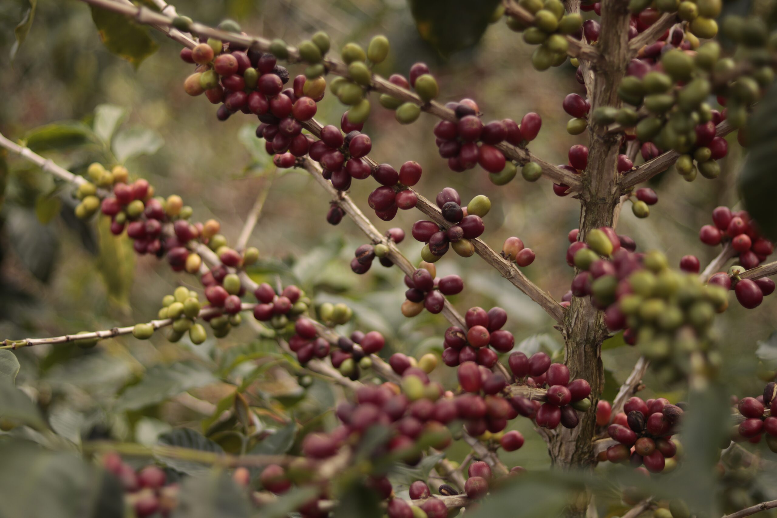 Green coffee cherries on the branch - Colombia